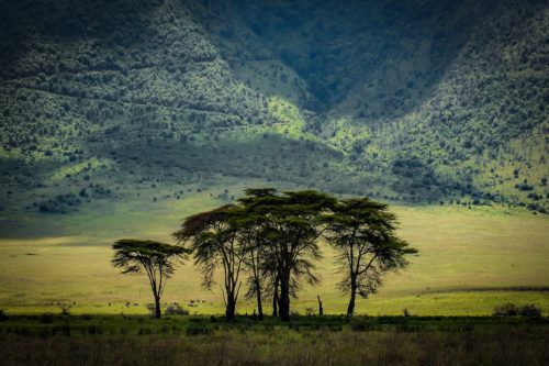 ID D17 2403 – Tanzanie-green land