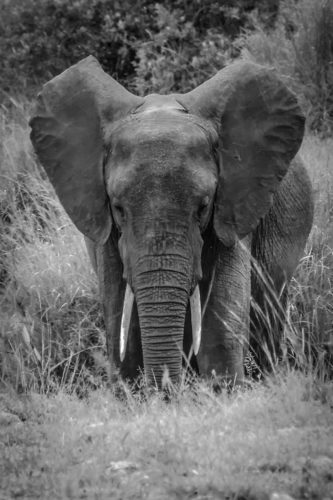 ID D17 2404 – Tanzanie-eléphant