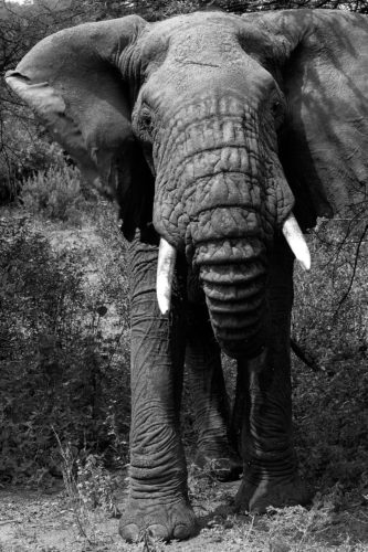 ID D17 2405 – Tanzanie-eléphant II