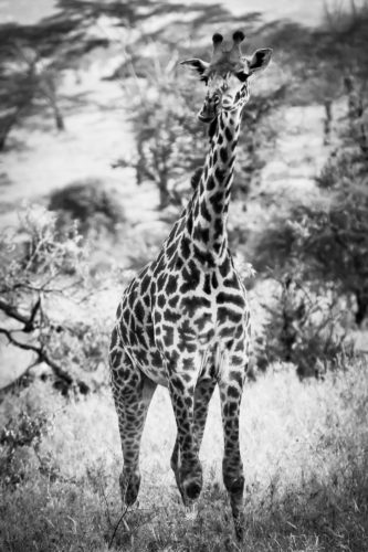 ID D17 2406 – Tanzanie-girafe