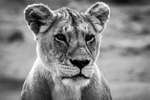 ID D17 2408 – Tanzanie-lionne