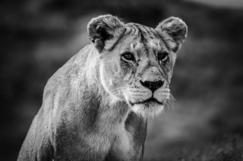 ID D17 2409 – Tanzanie-lionne II