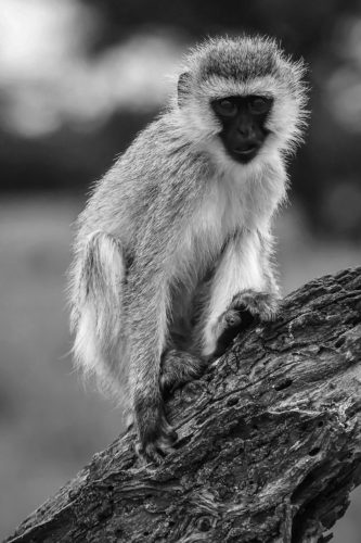 ID D17 2412 – Tanzanie-monkey