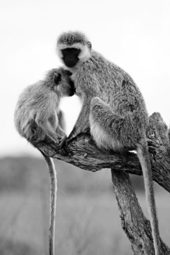 ID D17 2413 – Tanzanie-monkey 2