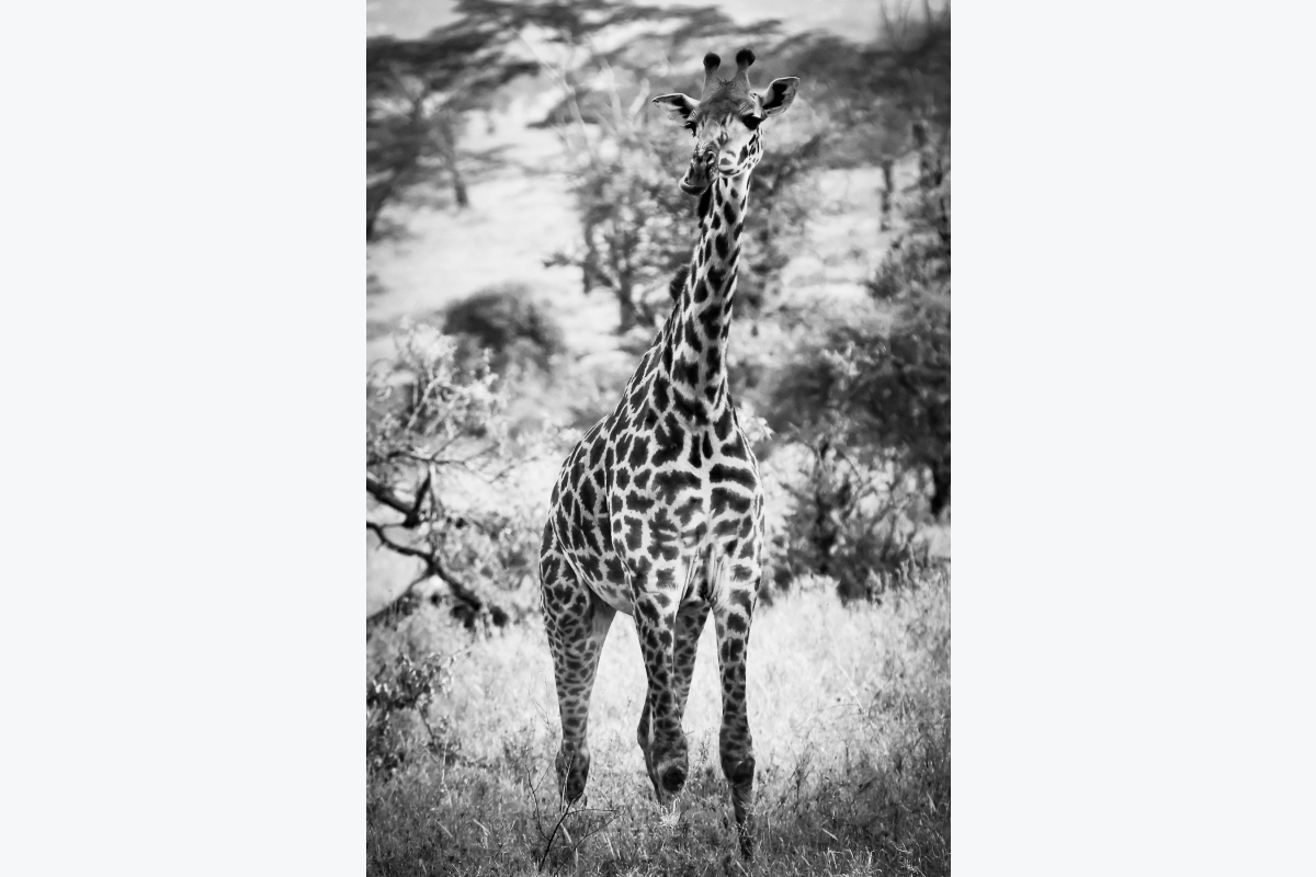 Virginie Cressot ID D17 2406 – Tanzanie-girafe