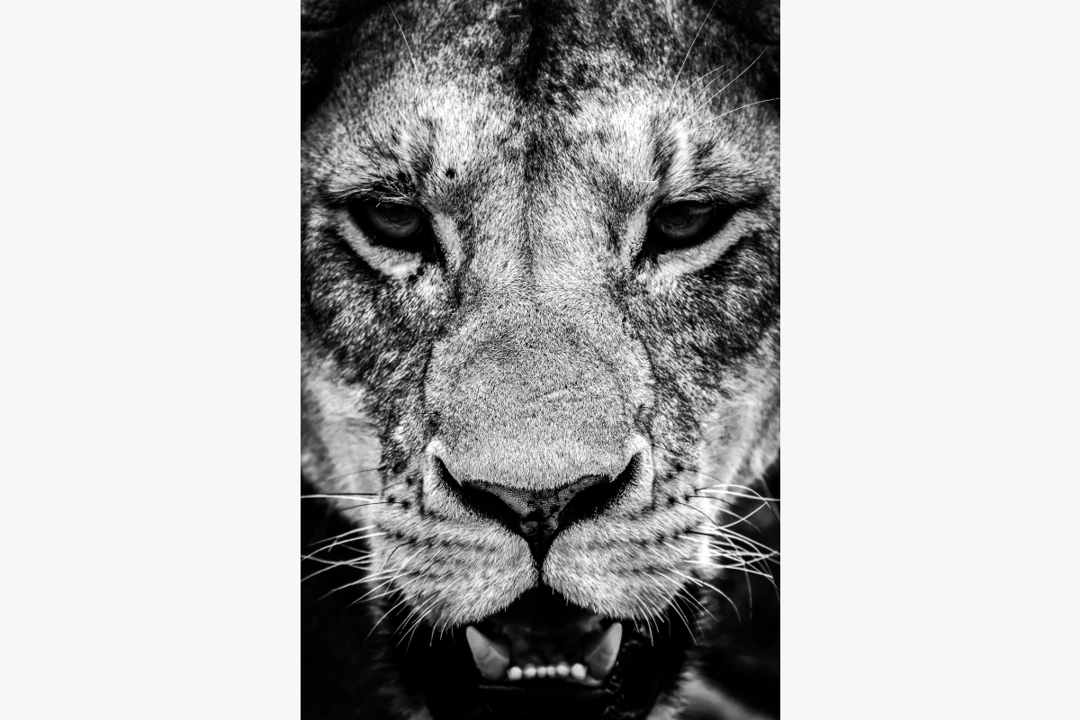 Virginie Cressot ID D17 2410 – Tanzanie-regard de lionne